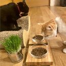 ペットフードテーブル　hole&nbsp;SS（福岡市内製造）（ガラスボウル付き）