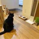 ペットフードテーブル　hole&nbsp;SS&nbsp;2連（福岡市内製造）（ガラスボウル付き）