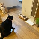 ペットフードテーブル　carving&nbsp;S&nbsp;2連（福岡市内製造）（ガラスボウル付き）