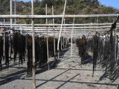 紀州衣奈産乾燥わかめ 約150g×8パック（2026年産） ［SL45］