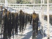 紀州衣奈産乾燥わかめ 約150g×8パック（2026年産） ［SL45］