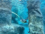 2025年2月22～23日実施旭山動物園「坂東統括園長による開園前の独り占め特別ガイド」プレミアムコース 【 旅行 トラベル ツアー 体験 宿泊 星野リゾート 旭川観光 旭川レジャー 旭川アウトドア 北海道レジャー 北海道アウトドア 北海道 旭川 】_04638