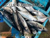 【お歳暮ギフト/熨斗付】もちもち食感ビリかつお　刺身250gｘ2節＆藁焼きたたき250gｘ2節　