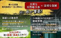 【定期便】おおさきうなぎ鹿児島県産うなぎ長蒲焼2尾（全12回）合計24尾