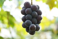 厳選&nbsp;ニューピオーネ&nbsp;2房&nbsp;合計1.0kg以上&nbsp;産地直送&nbsp;朝採れ&nbsp;ぶどう&nbsp;葡萄&nbsp;Kawahara&nbsp;Green&nbsp;Farm&nbsp;岡山県産&nbsp;2026年