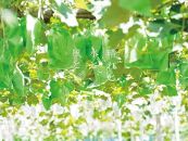 厳選&nbsp;ニューピオーネ&nbsp;2房&nbsp;合計1.0kg以上&nbsp;産地直送&nbsp;朝採れ&nbsp;ぶどう&nbsp;葡萄&nbsp;Kawahara&nbsp;Green&nbsp;Farm&nbsp;岡山県産&nbsp;2026年