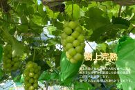 厳選&nbsp;瀬戸ジャイアンツ&nbsp;2～3房&nbsp;合計1.6kg以上&nbsp;産地直送&nbsp;朝採れ&nbsp;ぶどう&nbsp;葡萄&nbsp;Kawahara&nbsp;Green&nbsp;Farm&nbsp;岡山県産&nbsp;2026年