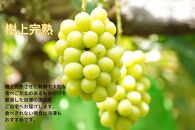 厳選&nbsp;シャインマスカット・ニューピオーネ&nbsp;2房&nbsp;合計1.0kg以上&nbsp;詰合せ&nbsp;産地直送&nbsp;朝採れ&nbsp;ぶどう&nbsp;葡萄&nbsp;Kawahara&nbsp;Green&nbsp;Farm&nbsp;岡山県産&nbsp;2026年&nbsp;|&nbsp;フルーツ&nbsp;果物&nbsp;くだもの&nbsp;シャインマスカット&nbsp;マスカット&nbsp;ブドウ&nbsp;ぶどう&nbsp;葡萄&nbsp;ニューピオーネ&nbsp;詰め合わせ&nbsp;詰合せ&nbsp;朝採れ&nbsp;岡山&nbsp;岡山県産&nbsp;国産&nbsp;ギフト&nbsp;プレゼント&nbsp;贈答用&nbsp;果物セット&nbsp;フルーツ詰合せ&nbsp;シャインマスカット&nbsp;ニューピオーネ