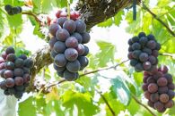 厳選&nbsp;シャインマスカット・ニューピオーネ&nbsp;2房&nbsp;合計1.0kg以上&nbsp;詰合せ&nbsp;産地直送&nbsp;朝採れ&nbsp;ぶどう&nbsp;葡萄&nbsp;Kawahara&nbsp;Green&nbsp;Farm&nbsp;岡山県産&nbsp;2026年&nbsp;|&nbsp;フルーツ&nbsp;果物&nbsp;くだもの&nbsp;シャインマスカット&nbsp;マスカット&nbsp;ブドウ&nbsp;ぶどう&nbsp;葡萄&nbsp;ニューピオーネ&nbsp;詰め合わせ&nbsp;詰合せ&nbsp;朝採れ&nbsp;岡山&nbsp;岡山県産&nbsp;国産&nbsp;ギフト&nbsp;プレゼント&nbsp;贈答用&nbsp;果物セット&nbsp;フルーツ詰合せ&nbsp;シャインマスカット&nbsp;ニューピオーネ