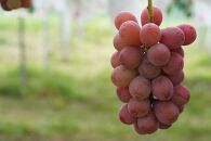 厳選&nbsp;クイーンニーナ&nbsp;1.0kg以上&nbsp;2房&nbsp;産地直送&nbsp;朝採れ&nbsp;ぶどう&nbsp;葡萄&nbsp;KAWAHARA&nbsp;Green&nbsp;Farm&nbsp;岡山県産&nbsp;2026年