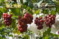 厳選&nbsp;クイーンニーナ&nbsp;1.0kg以上&nbsp;2房&nbsp;産地直送&nbsp;朝採れ&nbsp;ぶどう&nbsp;葡萄&nbsp;KAWAHARA&nbsp;Green&nbsp;Farm&nbsp;岡山県産&nbsp;2026年