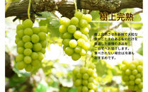 厳選&nbsp;シャインマスカット・瀬戸ジャイアンツ&nbsp;2～3房&nbsp;合計1.7kg以上&nbsp;詰合せ&nbsp;産地直送&nbsp;朝採れ&nbsp;ぶどう&nbsp;葡萄&nbsp;Kawahara&nbsp;Green&nbsp;Farm&nbsp;岡山県産&nbsp;2026年&nbsp;|&nbsp;フルーツ&nbsp;果物&nbsp;くだもの&nbsp;厳選&nbsp;&nbsp;シャインマスカット&nbsp;マスカット&nbsp;瀬戸ジャイアンツ&nbsp;朝採れ&nbsp;ぶどう&nbsp;ブドウ&nbsp;葡萄&nbsp;詰め合わせ&nbsp;セット&nbsp;フルーツ詰め合わせ&nbsp;産地直送&nbsp;岡山&nbsp;岡山県産&nbsp;国産&nbsp;ギフト&nbsp;プレゼント&nbsp;贈答用&nbsp;果物&nbsp;果物セット&nbsp;フルーツセット&nbsp;シャインマスカット&nbsp;葡萄&nbsp;ぶどう&nbsp;ブドウ