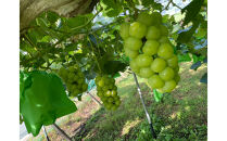 厳選&nbsp;シャインマスカット・瀬戸ジャイアンツ&nbsp;2～3房&nbsp;合計1.7kg以上&nbsp;詰合せ&nbsp;産地直送&nbsp;朝採れ&nbsp;ぶどう&nbsp;葡萄&nbsp;Kawahara&nbsp;Green&nbsp;Farm&nbsp;岡山県産&nbsp;2026年&nbsp;|&nbsp;フルーツ&nbsp;果物&nbsp;くだもの&nbsp;厳選&nbsp;&nbsp;シャインマスカット&nbsp;マスカット&nbsp;瀬戸ジャイアンツ&nbsp;朝採れ&nbsp;ぶどう&nbsp;ブドウ&nbsp;葡萄&nbsp;詰め合わせ&nbsp;セット&nbsp;フルーツ詰め合わせ&nbsp;産地直送&nbsp;岡山&nbsp;岡山県産&nbsp;国産&nbsp;ギフト&nbsp;プレゼント&nbsp;贈答用&nbsp;果物&nbsp;果物セット&nbsp;フルーツセット&nbsp;シャインマスカット&nbsp;葡萄&nbsp;ぶどう&nbsp;ブドウ