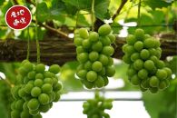 家庭用&nbsp;シャインマスカット&nbsp;2～3房&nbsp;合計1.6kg以上&nbsp;産地直送&nbsp;朝採れ&nbsp;ぶどう&nbsp;葡萄&nbsp;シャイン&nbsp;マスカット&nbsp;岡山&nbsp;Kawahara&nbsp;Green&nbsp;Farm　岡山県産&nbsp;2026年&nbsp;|&nbsp;フルーツ&nbsp;果物&nbsp;くだもの&nbsp;訳あり&nbsp;シャインマスカット&nbsp;マスカット&nbsp;朝採れ&nbsp;ぶどう&nbsp;ブドウ&nbsp;葡萄&nbsp;産地直送&nbsp;岡山&nbsp;岡山県産&nbsp;国産&nbsp;果物&nbsp;訳あり&nbsp;フルーツ&nbsp;シャインマスカット&nbsp;葡萄&nbsp;ぶどう&nbsp;ブドウ&nbsp;マスカット