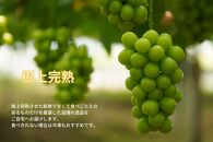 家庭用&nbsp;シャインマスカット&nbsp;2～3房&nbsp;合計1.6kg以上&nbsp;産地直送&nbsp;朝採れ&nbsp;ぶどう&nbsp;葡萄&nbsp;シャイン&nbsp;マスカット&nbsp;岡山&nbsp;Kawahara&nbsp;Green&nbsp;Farm　岡山県産&nbsp;2026年&nbsp;|&nbsp;フルーツ&nbsp;果物&nbsp;くだもの&nbsp;訳あり&nbsp;シャインマスカット&nbsp;マスカット&nbsp;朝採れ&nbsp;ぶどう&nbsp;ブドウ&nbsp;葡萄&nbsp;産地直送&nbsp;岡山&nbsp;岡山県産&nbsp;国産&nbsp;果物&nbsp;訳あり&nbsp;フルーツ&nbsp;シャインマスカット&nbsp;葡萄&nbsp;ぶどう&nbsp;ブドウ&nbsp;マスカット