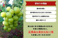 家庭用&nbsp;シャインマスカット&nbsp;2～3房&nbsp;合計1.6kg以上&nbsp;産地直送&nbsp;朝採れ&nbsp;ぶどう&nbsp;葡萄&nbsp;シャイン&nbsp;マスカット&nbsp;岡山&nbsp;Kawahara&nbsp;Green&nbsp;Farm　岡山県産&nbsp;2026年&nbsp;|&nbsp;フルーツ&nbsp;果物&nbsp;くだもの&nbsp;訳あり&nbsp;シャインマスカット&nbsp;マスカット&nbsp;朝採れ&nbsp;ぶどう&nbsp;ブドウ&nbsp;葡萄&nbsp;産地直送&nbsp;岡山&nbsp;岡山県産&nbsp;国産&nbsp;果物&nbsp;訳あり&nbsp;フルーツ&nbsp;シャインマスカット&nbsp;葡萄&nbsp;ぶどう&nbsp;ブドウ&nbsp;マスカット