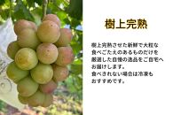 家庭用&nbsp;悟紅玉&nbsp;&nbsp;旧ゴルビー　2～3房&nbsp;合計1.2kg以上&nbsp;産地直送&nbsp;朝採れ&nbsp;ぶどう&nbsp;葡萄&nbsp;岡山&nbsp;Kawahara&nbsp;Green&nbsp;Farm　岡山県産&nbsp;2026年