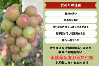 家庭用&nbsp;悟紅玉&nbsp;&nbsp;旧ゴルビー　2～3房&nbsp;合計1.2kg以上&nbsp;産地直送&nbsp;朝採れ&nbsp;ぶどう&nbsp;葡萄&nbsp;岡山&nbsp;Kawahara&nbsp;Green&nbsp;Farm　岡山県産&nbsp;2026年