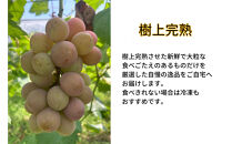 家庭用&nbsp;クイーンニーナ　2～3房&nbsp;合計1.1kg以上&nbsp;産地直送&nbsp;朝採れ&nbsp;ぶどう&nbsp;葡萄&nbsp;岡山&nbsp;Kawahara&nbsp;Green&nbsp;Farm　岡山県産&nbsp;2026年