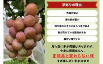 家庭用&nbsp;クイーンニーナ　2～3房&nbsp;合計1.1kg以上&nbsp;産地直送&nbsp;朝採れ&nbsp;ぶどう&nbsp;葡萄&nbsp;岡山&nbsp;Kawahara&nbsp;Green&nbsp;Farm　岡山県産&nbsp;2026年