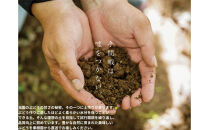 家庭用&nbsp;クイーンニーナ　2～3房&nbsp;合計1.1kg以上&nbsp;産地直送&nbsp;朝採れ&nbsp;ぶどう&nbsp;葡萄&nbsp;岡山&nbsp;Kawahara&nbsp;Green&nbsp;Farm　岡山県産&nbsp;2026年