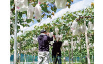 家庭用&nbsp;クイーンニーナ　2～3房&nbsp;合計1.1kg以上&nbsp;産地直送&nbsp;朝採れ&nbsp;ぶどう&nbsp;葡萄&nbsp;岡山&nbsp;Kawahara&nbsp;Green&nbsp;Farm　岡山県産&nbsp;2026年