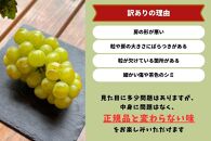 家庭用&nbsp;瀬戸ジャイアンツ　2房&nbsp;合計1.0kg以上&nbsp;産地直送&nbsp;朝採れ&nbsp;ぶどう&nbsp;葡萄&nbsp;岡山&nbsp;Kawahara&nbsp;Green&nbsp;Farm　岡山県産&nbsp;2026年