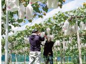 家庭用&nbsp;瀬戸ジャイアンツ　2房&nbsp;合計1.0kg以上&nbsp;産地直送&nbsp;朝採れ&nbsp;ぶどう&nbsp;葡萄&nbsp;岡山&nbsp;Kawahara&nbsp;Green&nbsp;Farm　岡山県産&nbsp;2026年