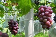 家庭用&nbsp;ニューピオーネ　2～3房&nbsp;合計1.4kg以上&nbsp;産地直送&nbsp;朝採れ&nbsp;ぶどう&nbsp;葡萄&nbsp;岡山&nbsp;Kawahara&nbsp;Green&nbsp;Farm　岡山県産&nbsp;2026年