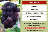 家庭用&nbsp;ニューピオーネ　2～3房&nbsp;合計1.4kg以上&nbsp;産地直送&nbsp;朝採れ&nbsp;ぶどう&nbsp;葡萄&nbsp;岡山&nbsp;Kawahara&nbsp;Green&nbsp;Farm　岡山県産&nbsp;2026年