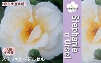 バラ苗2年大株苗　ステファニーダルセル　中輪　6号鉢　ベルギー　レンズローズ　水谷農園独占生産【ポイント交換専用】