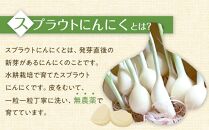 スプラウトにんにく&nbsp;8片　国産ホワイト六片使用、無農薬、水耕栽培