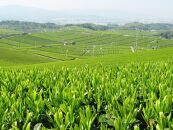 【博多大丸おすすめ品】福岡八女茶75g×6本セット