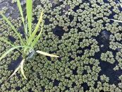 【令和7年産新米】中道農園  JAS認証 自然栽培 コシヒカリ 極 玄米 2.5kg 中道農園の最高級玄米！10年以上、肥料を使わず自然の力で栽培｜無農薬・無肥料栽培｜真空包装 防災備蓄対応｜ふるさと納税 滋賀県野洲市