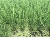 【令和7年産新米】中道農園 有機栽培 きらみずき 優 白米 10kg 防災備蓄にも便利！真空包装で長期保存可能｜オーガニック JAS認証｜農薬不使用・化学肥料不使用｜ふるさと納税 滋賀県野洲市