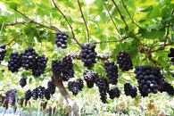 シャインマスカット＆ニューピオーネ　計約1.2kg(各１房）【2026年発送】&nbsp;|&nbsp;フルーツ&nbsp;果物&nbsp;くだもの&nbsp;ぶどう&nbsp;ブドウ&nbsp;シャインマスカット&nbsp;ニューピオーネ&nbsp;国産&nbsp;岡山県産&nbsp;食品&nbsp;人気&nbsp;おすすめ&nbsp;&nbsp;送料無料&nbsp;ギフト&nbsp;贈り物&nbsp;贈答品&nbsp;プレゼント&nbsp;ぶどう&nbsp;ブドウ&nbsp;シャインマスカット&nbsp;ニューピオーネ