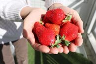 【2026年3月出荷予定】完熟&nbsp;あまおう&nbsp;イチゴ&nbsp;280g×4パック(約1120g)＜配送不可：北海道、沖縄県、離島＞