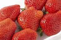 【2026年1月～3月出荷予定】完熟&nbsp;大粒&nbsp;あまおう&nbsp;イチゴ&nbsp;280g×2パック(約560g)＜配送不可：北海道、沖縄県、離島＞