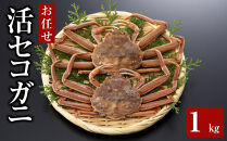【魚倉】活お任せセコガニ1kgセット｜国産&nbsp;ズワイガニ&nbsp;松葉ガニ&nbsp;カニ&nbsp;蟹&nbsp;かに&nbsp;生&nbsp;カニ鍋&nbsp;かに鍋&nbsp;鍋&nbsp;かにしゃぶ&nbsp;かにみそ&nbsp;期間限定&nbsp;送料無料&nbsp;鳥取県&nbsp;三朝町