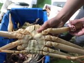 【先行予約】【魚倉】足１本なし生松葉ガニ(特大950ｇ)訳あり