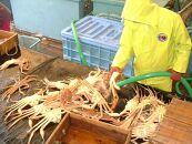 【魚倉】タグ付き生松葉ガニ(大800ｇ)｜国産&nbsp;タグ付き&nbsp;ズワイガニ&nbsp;松葉ガニ&nbsp;カニ&nbsp;蟹&nbsp;かに&nbsp;生&nbsp;カニ鍋&nbsp;かに鍋&nbsp;鍋&nbsp;かにしゃぶ&nbsp;かにみそ&nbsp;期間限定&nbsp;送料無料&nbsp;鳥取県&nbsp;三朝町