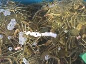 【魚倉】タグ付き生松葉ガニ(大800ｇ)｜国産&nbsp;タグ付き&nbsp;ズワイガニ&nbsp;松葉ガニ&nbsp;カニ&nbsp;蟹&nbsp;かに&nbsp;生&nbsp;カニ鍋&nbsp;かに鍋&nbsp;鍋&nbsp;かにしゃぶ&nbsp;かにみそ&nbsp;期間限定&nbsp;送料無料&nbsp;鳥取県&nbsp;三朝町