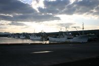 【魚倉】タグ付き生松葉ガニ(大800ｇ)｜国産&nbsp;タグ付き&nbsp;ズワイガニ&nbsp;松葉ガニ&nbsp;カニ&nbsp;蟹&nbsp;かに&nbsp;生&nbsp;カニ鍋&nbsp;かに鍋&nbsp;鍋&nbsp;かにしゃぶ&nbsp;かにみそ&nbsp;期間限定&nbsp;送料無料&nbsp;鳥取県&nbsp;三朝町