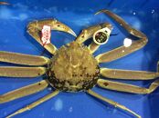 【先行予約】【魚倉】五輝星生松葉ガニ(特々大1.2kg)数量限定品