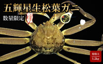 【魚倉】五輝星生松葉ガニ(特々大1.2kg)数量限定品｜国産&nbsp;タグ付き&nbsp;ズワイガニ&nbsp;松葉ガニ&nbsp;カニ&nbsp;蟹&nbsp;かに&nbsp;生&nbsp;カニ鍋&nbsp;かに鍋&nbsp;鍋&nbsp;かにしゃぶ&nbsp;かにみそ&nbsp;期間限定&nbsp;送料無料&nbsp;鳥取県&nbsp;三朝町