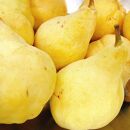 アイス ジェラート 　ル・レクチェのジェラート6個入り　佐渡島ジェラート　