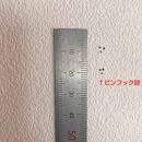 【ウォールシェルフ・ラダー：壁に取り付ける(引っ掛ける)家具&nbsp;可動棚】棚&nbsp;可動棚&nbsp;シェルフ&nbsp;ウォールシェルフ&nbsp;ラック&nbsp;ウォールラック&nbsp;チェリー&nbsp;壁掛け&nbsp;壁掛け収納&nbsp;石膏ボード&nbsp;賃貸&nbsp;どこでも&nbsp;nove