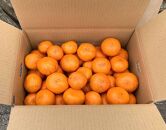 【訳あり】樹上完熟早生みかん&nbsp;2S～2Lサイズ混合&nbsp;約5kg箱込み&nbsp;(約4.5kg入)