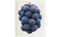 【定期便2回】白桃&nbsp;5～7玉&nbsp;約1.2kg（7月発送）・&nbsp;ニューピオーネ&nbsp;2房&nbsp;約950g（9月発送）【定期便&nbsp;白桃&nbsp;桃&nbsp;もも&nbsp;モモ&nbsp;ニューピオーネ&nbsp;葡萄&nbsp;ぶどう&nbsp;ブドウ&nbsp;果物&nbsp;フルーツ&nbsp;岡山県&nbsp;岡山市&nbsp;おすすめ&nbsp;人気】