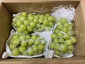 ＜先行予約＞内子町産　朝どりシャインマスカット （2kg）【2025年8月下旬以降発送】